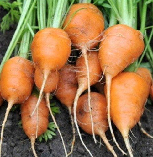Parisian carrot seeds tonda - parisian,